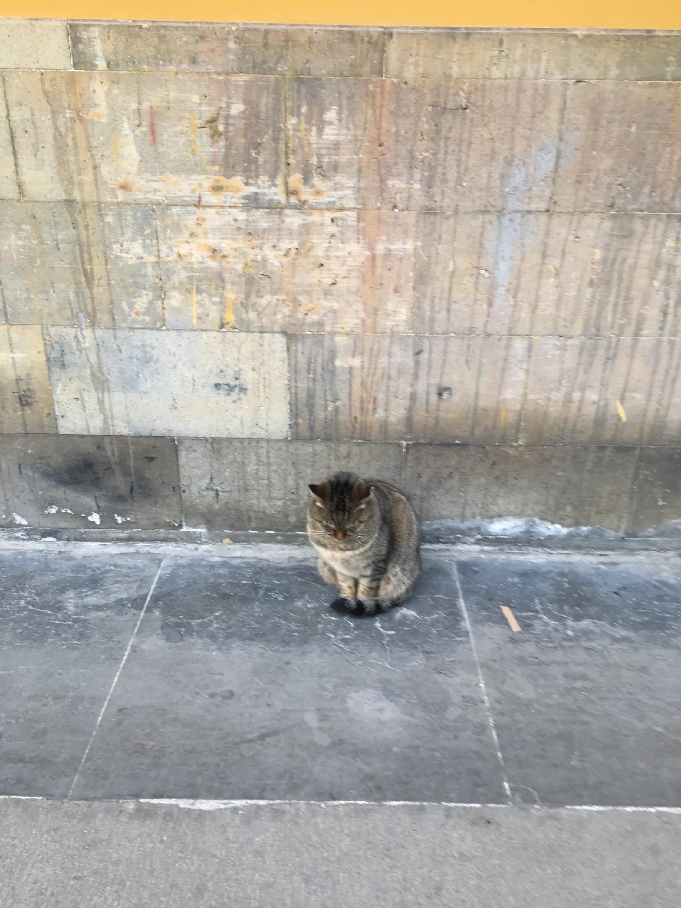 苏州西园寺猫咪图片高清,别样苏州