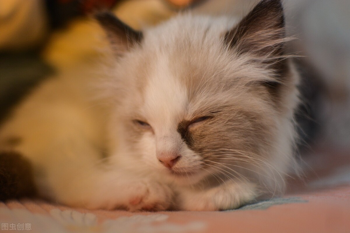 疫苗齐全的猫咪猫瘟的可能性大吗,猫瘟治好了以后多久可以打疫苗