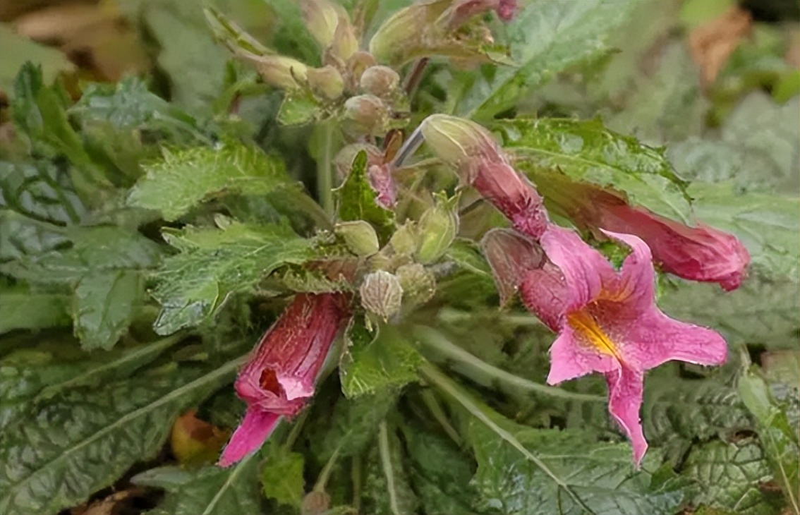 什么植物增收最好养活,农村山里有哪些值钱的植物
