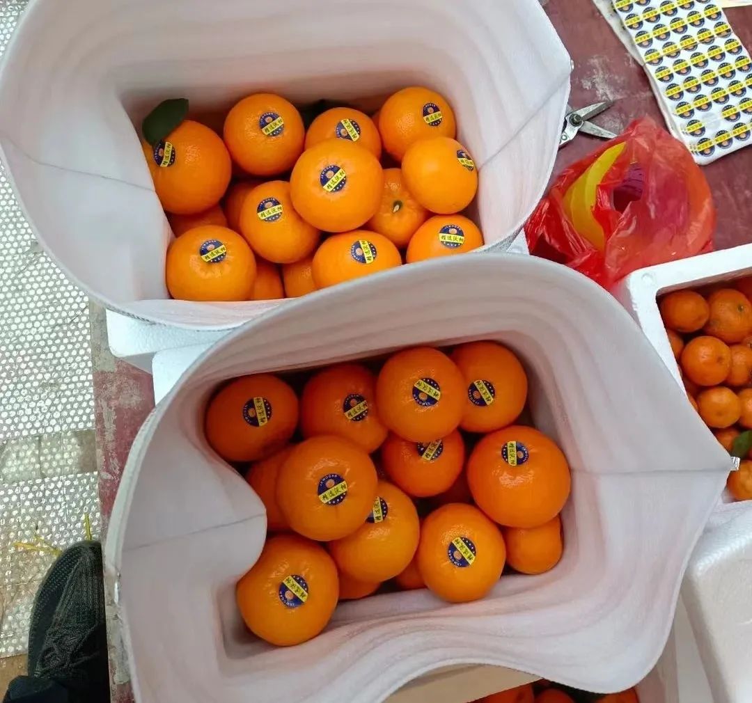 从代办到年出4000万斤货的厂长 广西南宁20年柑橘大王的致富经