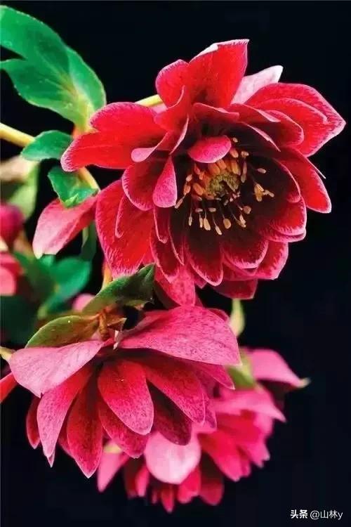 十大绝美花朵,绝美花朵视频