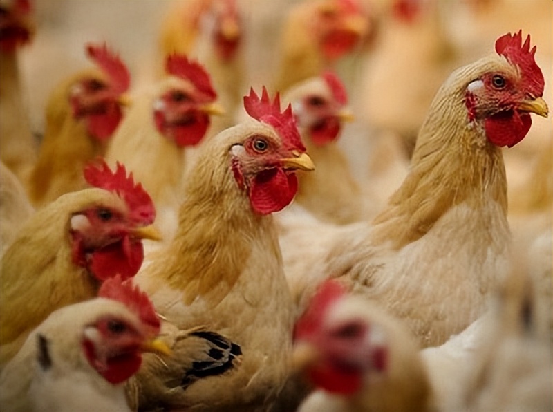 肉鸡腺肌胃炎最好特效药,肉鸡腹水病怎么治疗