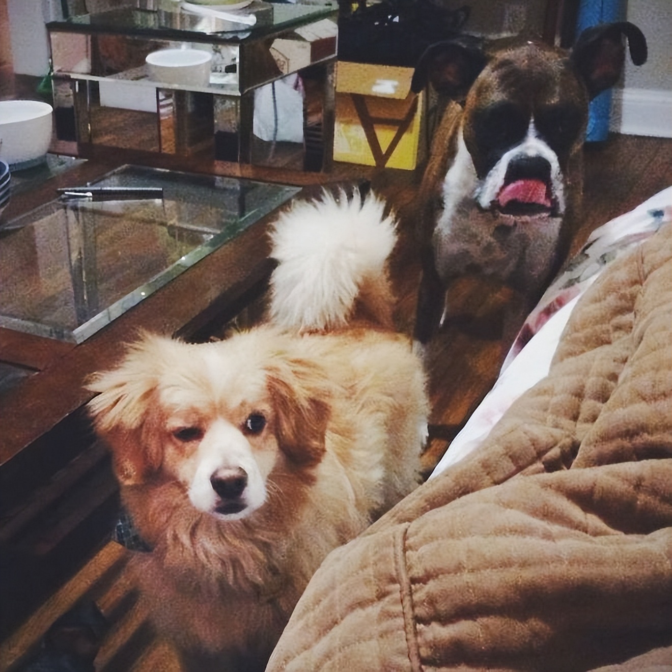 二分钟告诉你如何和狗狗交流,如何与狗对话