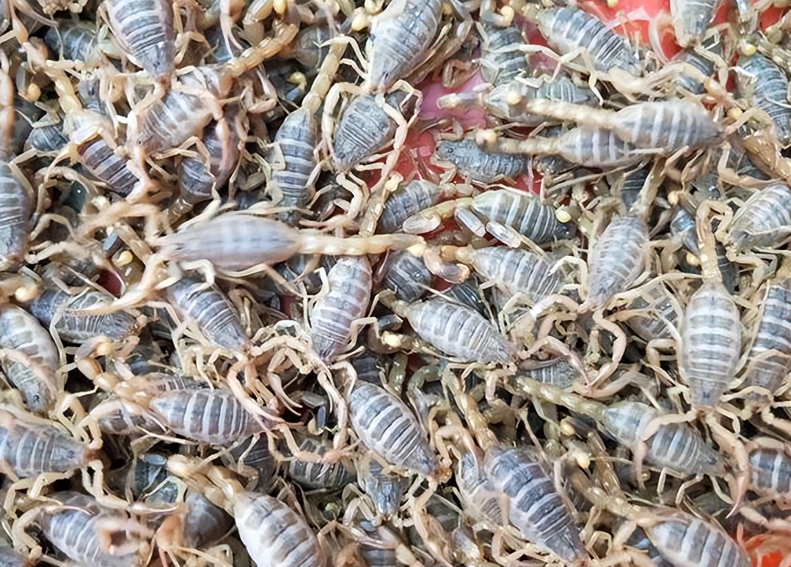 蝎子养殖的前期工作是什么,蝎子繁殖期怎么管理