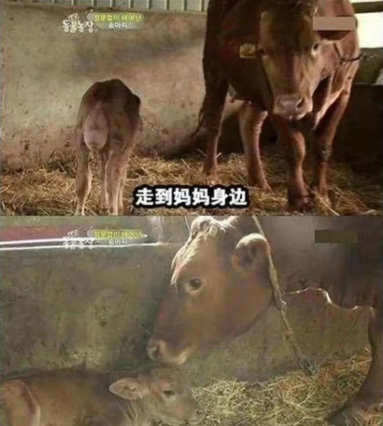 出生时没有肛门，有人却说要养他一辈子