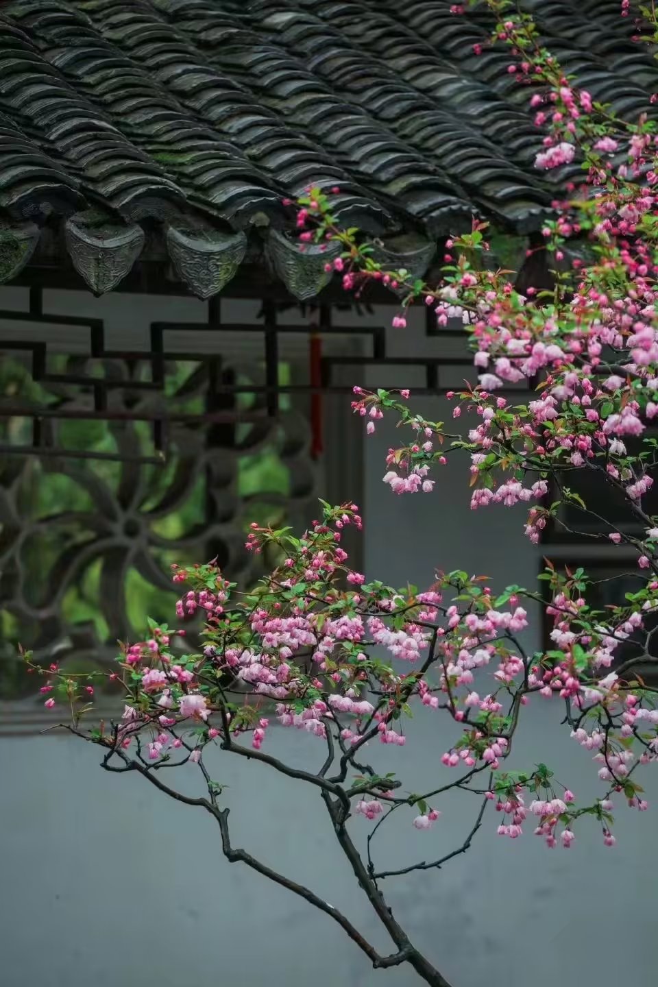 健康开心的活着是人生的最美境界,健康的活着适当的忙着开心的活着