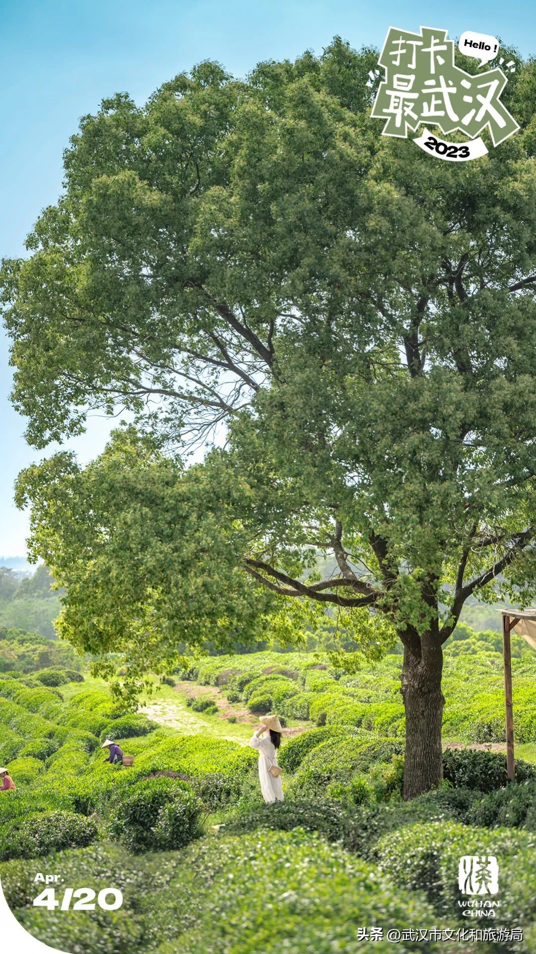 万亩野生古茶园,武汉野生森林