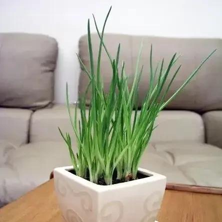 葱不用买有什么好方法,买小葱的正确方法