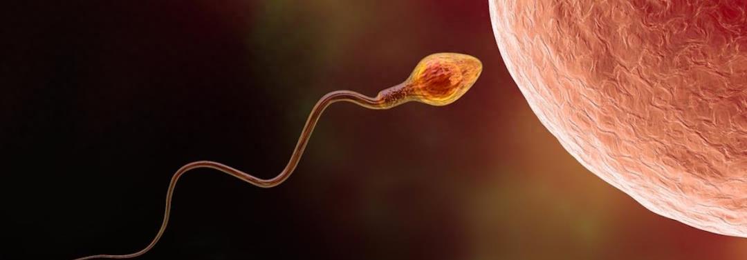 精子的生命力有多强大,精子的8大秘密