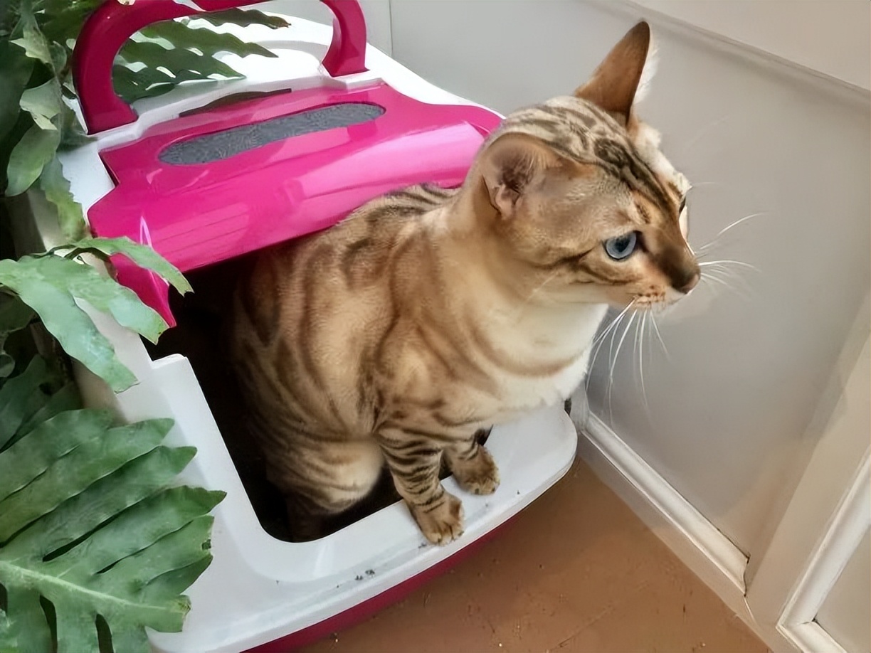 养猫新手注意事项,猫怎么养新手养猫需注意4大问题