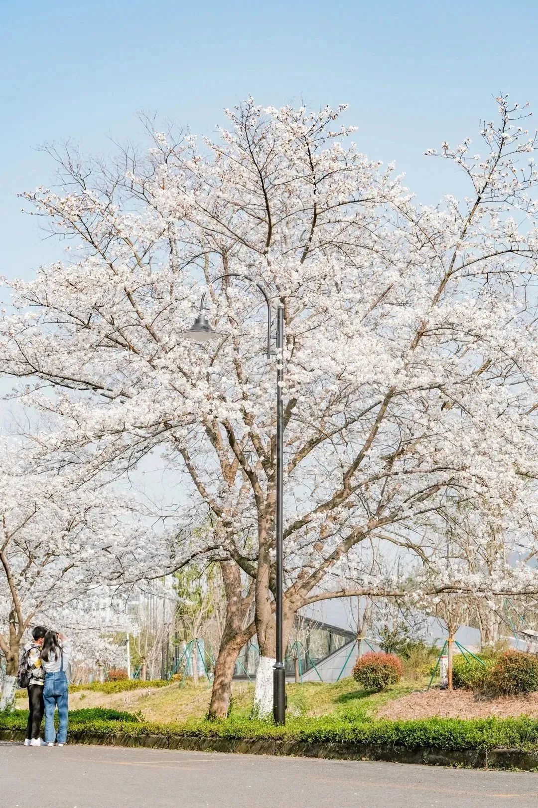 雨樱也浪漫！浙工大美美美！