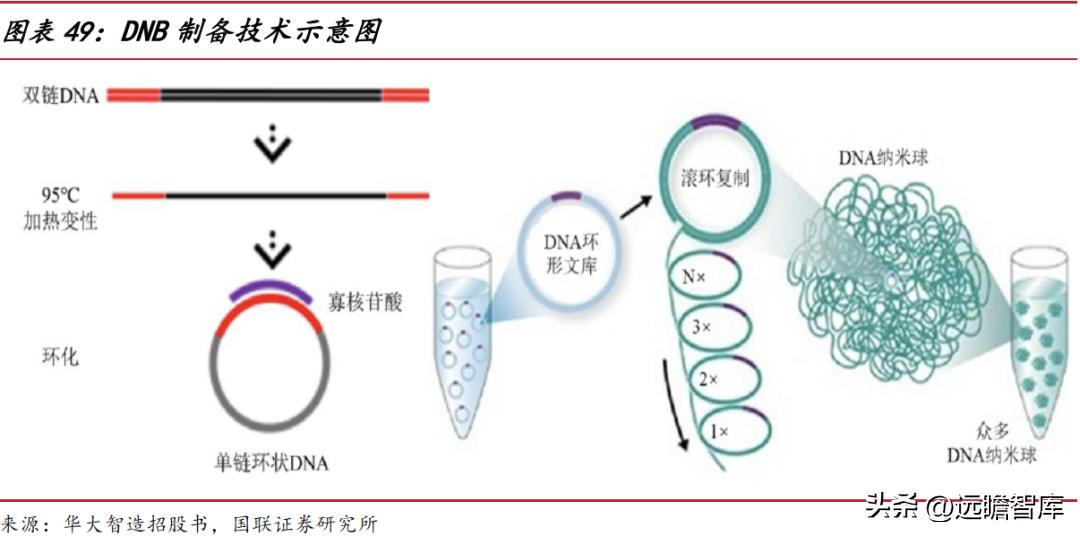 华大智造测序,美国华大智造基因测序