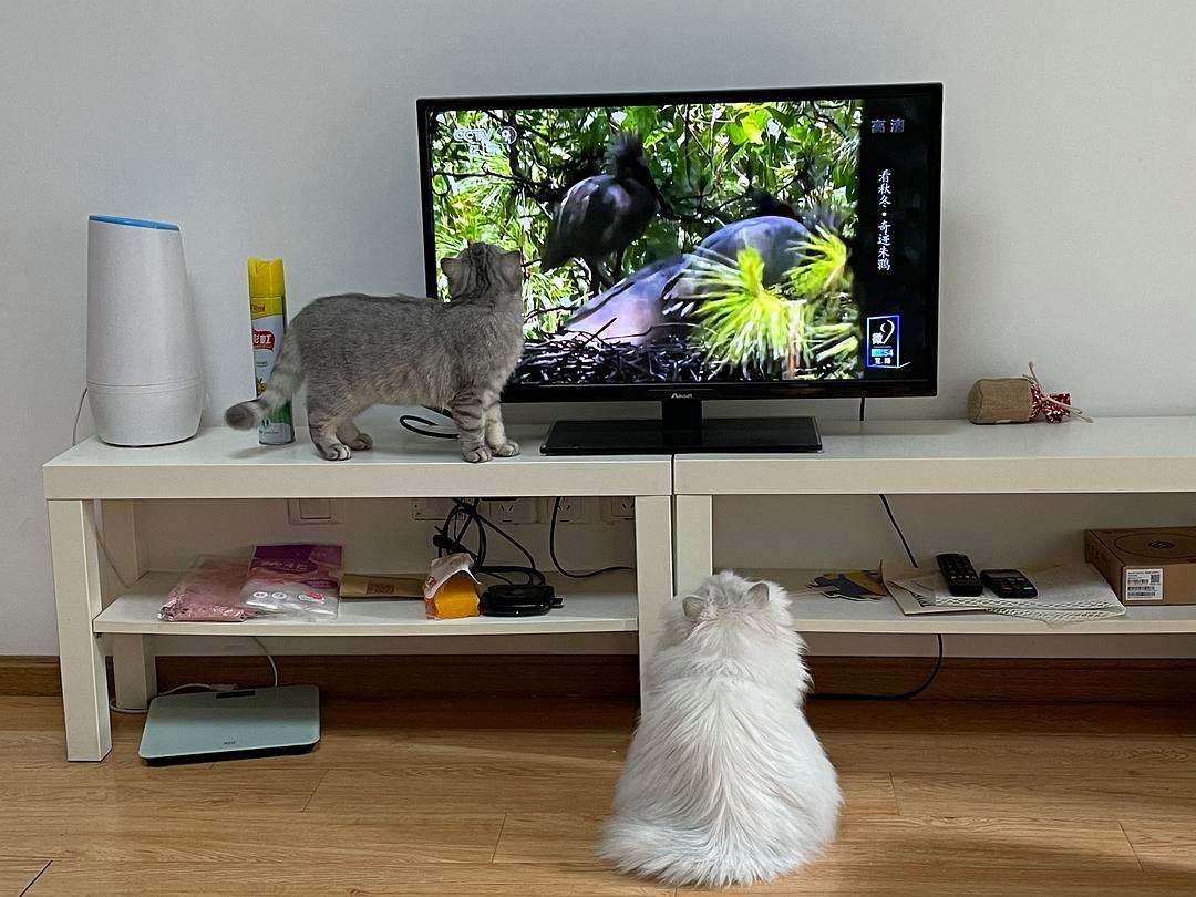 猫咪和人类相处得很好的原因,当猫和人类一起生活久了