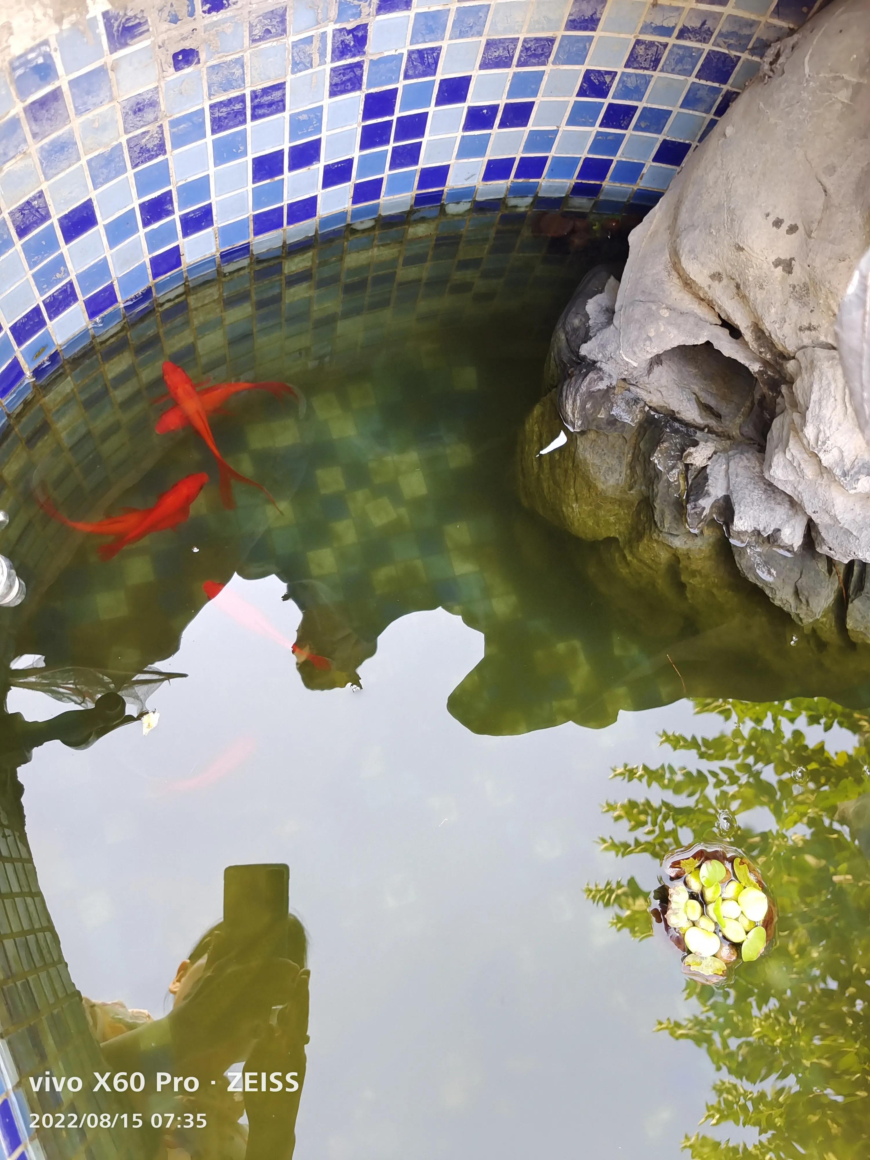 大金鱼怎样保护小金鱼的,家里的金鱼会生小金鱼吗