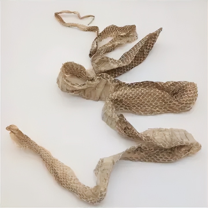 野生蟒蛇为什么不攻击人,巨蟒蛇蜕皮的过程