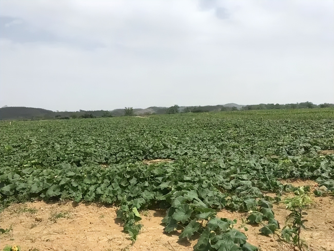 曾经在网络走红，巅峰时30元一斤，如今却成低价货，很多人不爱吃