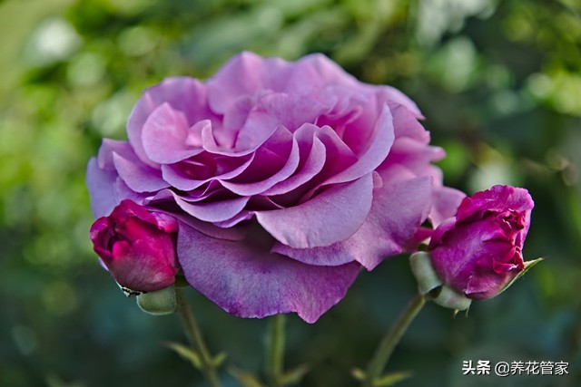 哪种紫色的月季最好看,蓝紫色的月季有哪些