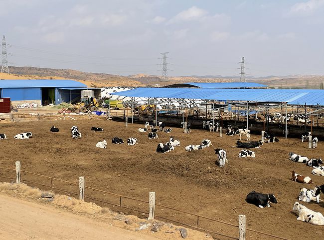 奶牛规模化养殖场建设方案,奶牛养殖场建设的标准是