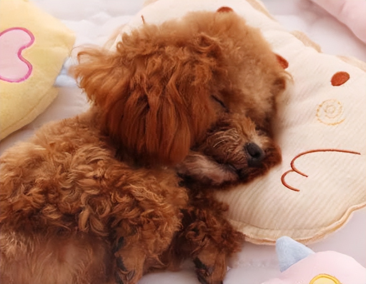 泰迪暗示主人的表现,泰迪睡觉可以打扰他吗