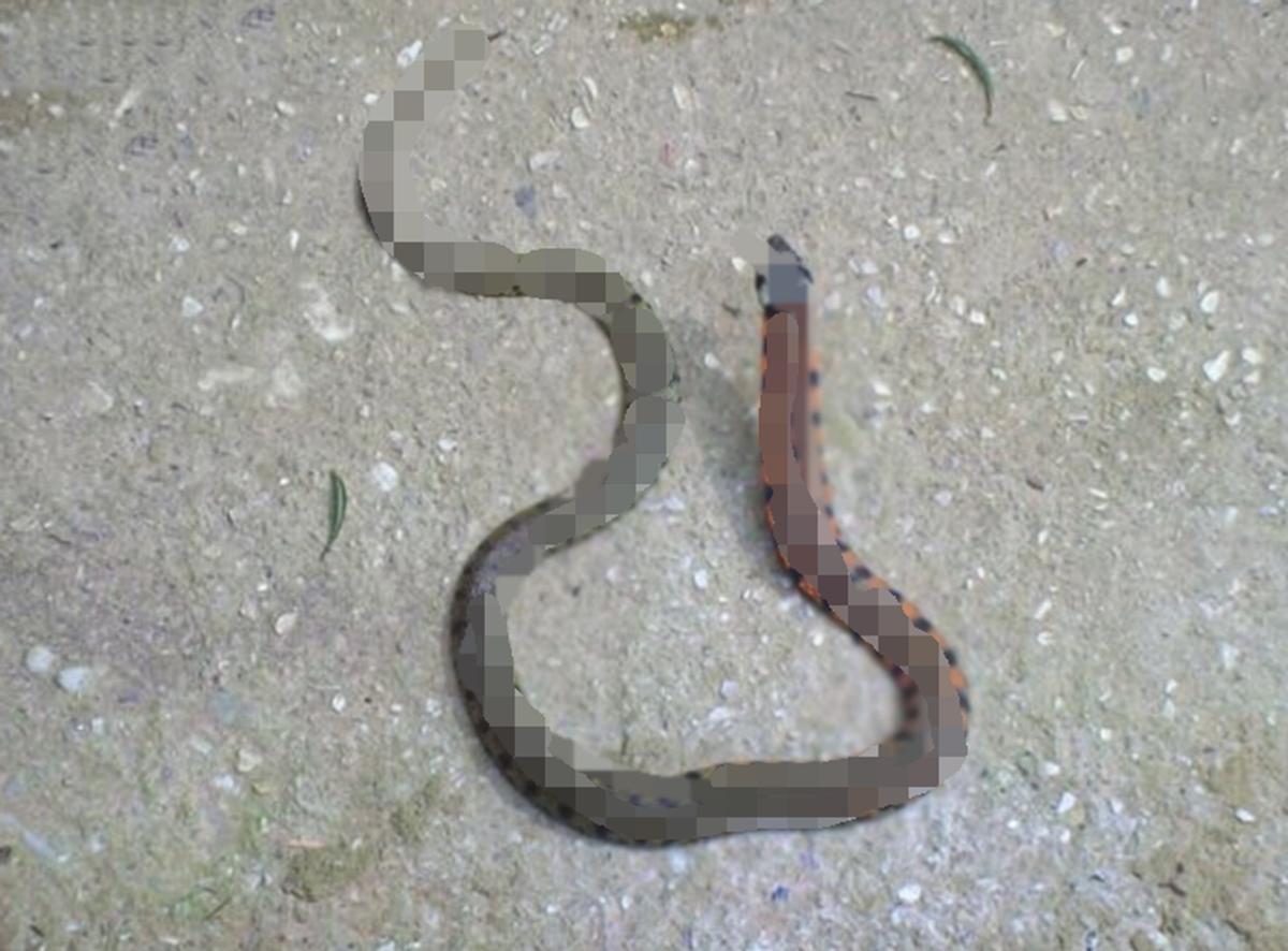 头皮发麻的蛇类,十堰水池惊现一窝蛇