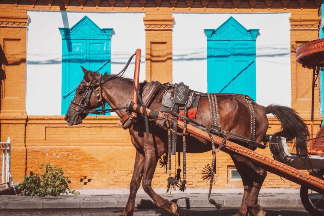 那拉提空中草原雪景照片,大草原的壮丽雪景图