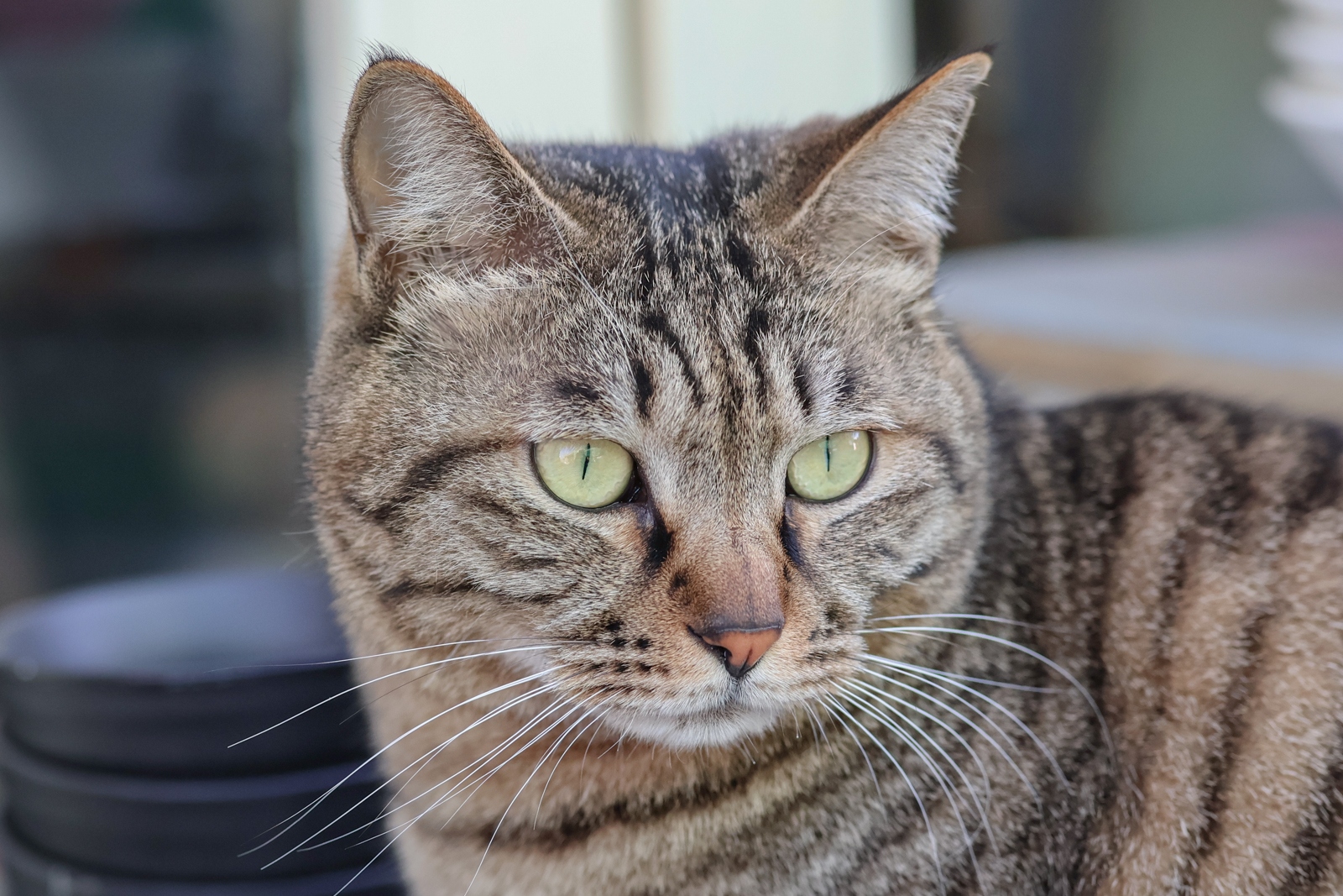 佳能eosr50详细介绍,佳能EosR50优缺点