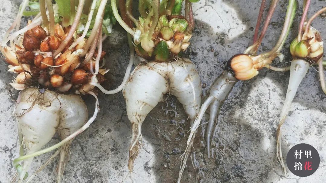 红花酢浆草简介,红花酢浆草喜欢酸性还是碱性土壤