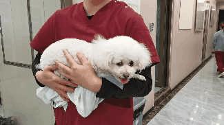 狗狗颈椎椎间盘突出导致前肢瘫痪,狗狗颈椎骨质增生压迫神经怎么办