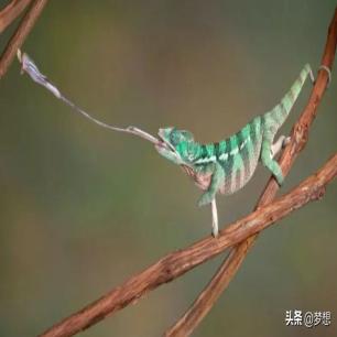 21张真实又罕见的老照片，阴毛假发工作者，我怀疑他用错地方了