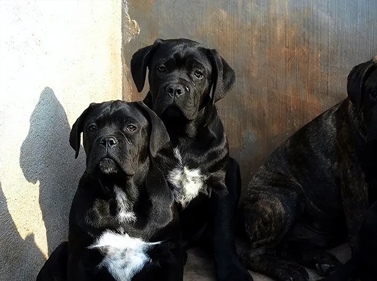 卡斯罗的饲养方法和注意事项,卡斯罗犬容易饲养吗易得病吗