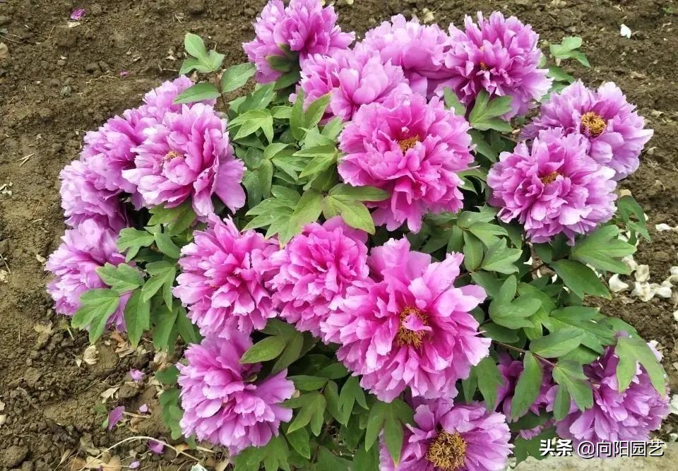 牡丹栽上第二年不开花,牡丹开花期和牡丹花期