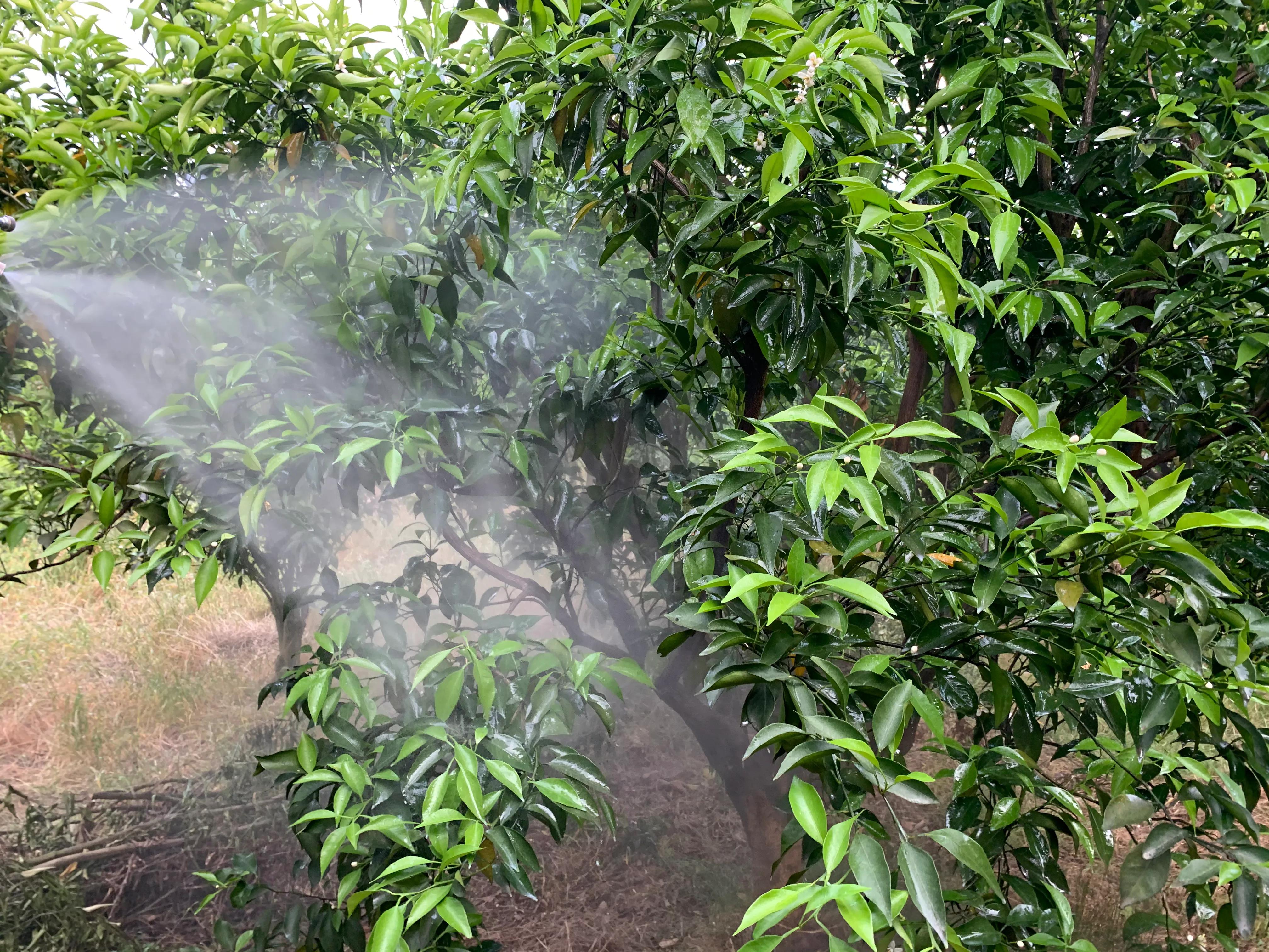 柑橘树脂病防治,柑橘树脂病最有效的杀菌剂