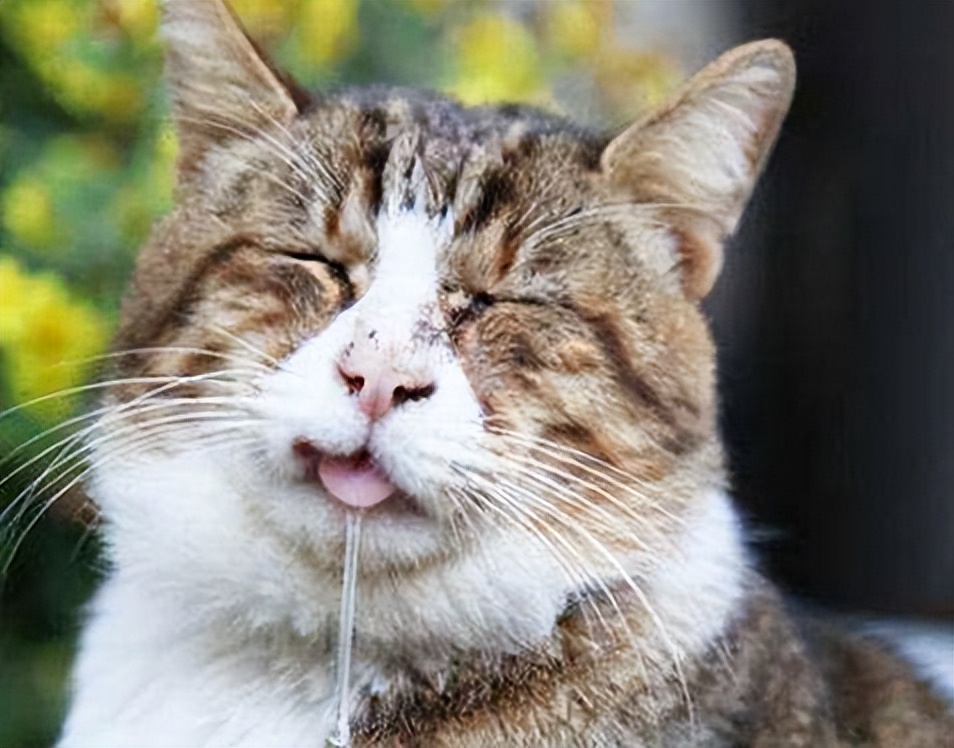 猫咪狂犬病早期的10个征兆,警惕型猫咪