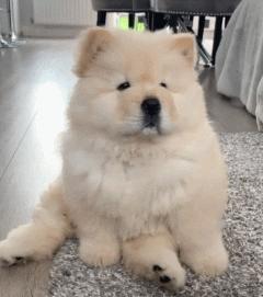 松狮犬为什么不适合家养呢,松狮犬为啥不建议养