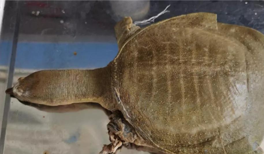 甲鱼苗冬天越冬放干水好吗,甲鱼越冬的方法是什么视频