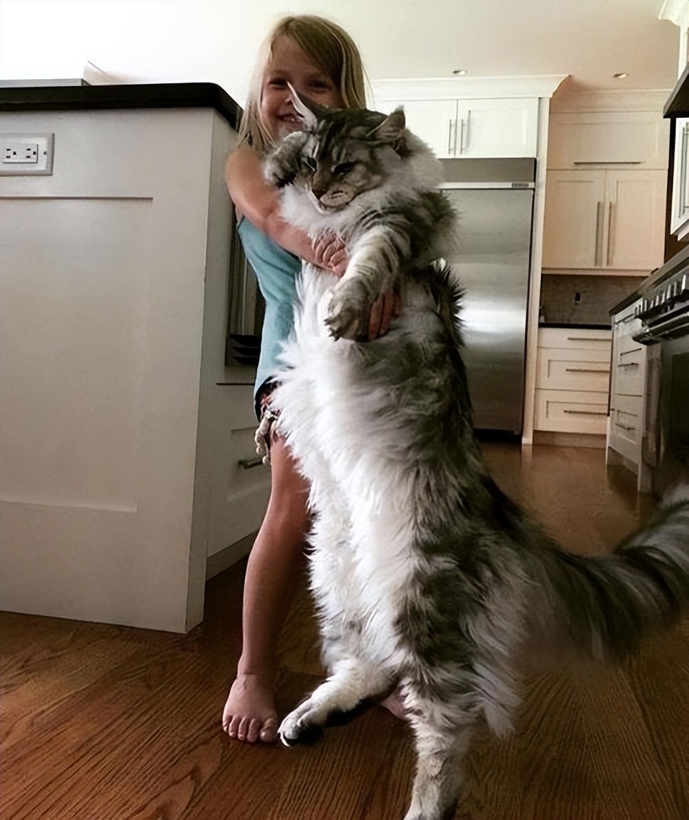 为什么缅因猫幼崽便宜很多,缅因猫为什么不建议养