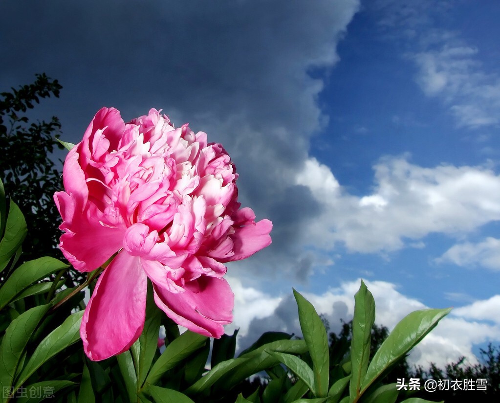 关于夏天荷花的诗绝美,描写初夏荷花的唯美诗句大全