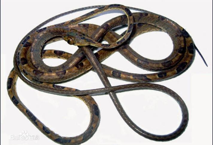 蛇类排名第一的图,蛇类十大排名