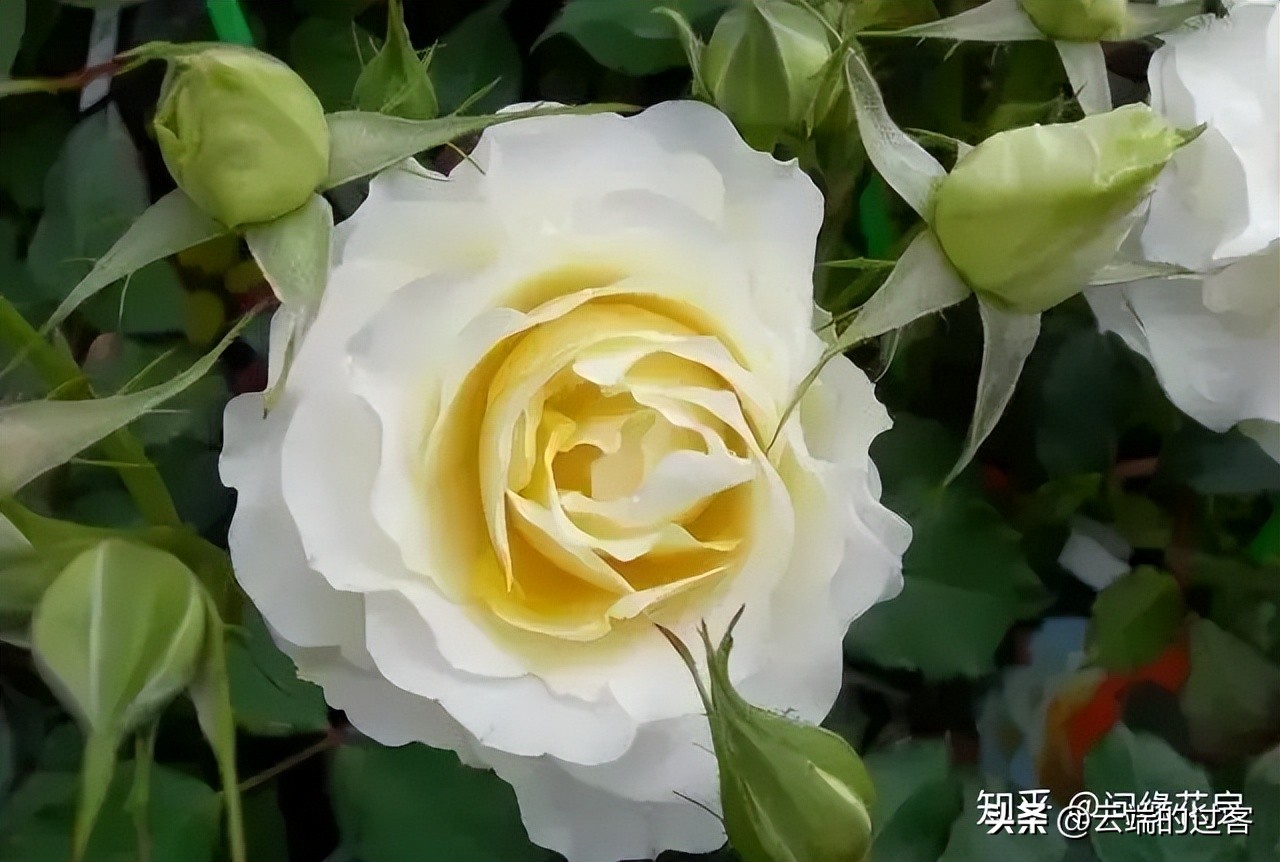 1到99朵玫瑰的含义图片,1到99朵玫瑰花语是什么