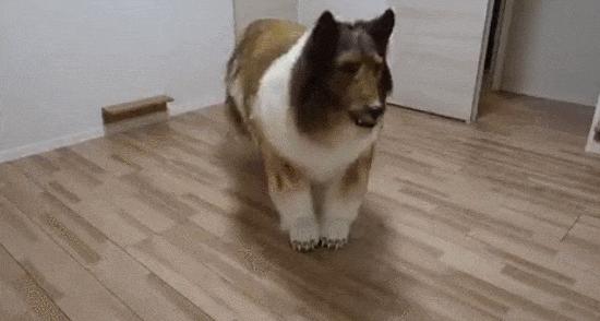 狗狗做衣服全过程,狗狗自制服饰