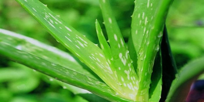 养芦荟需要经常浇水吗,芦荟好多用处