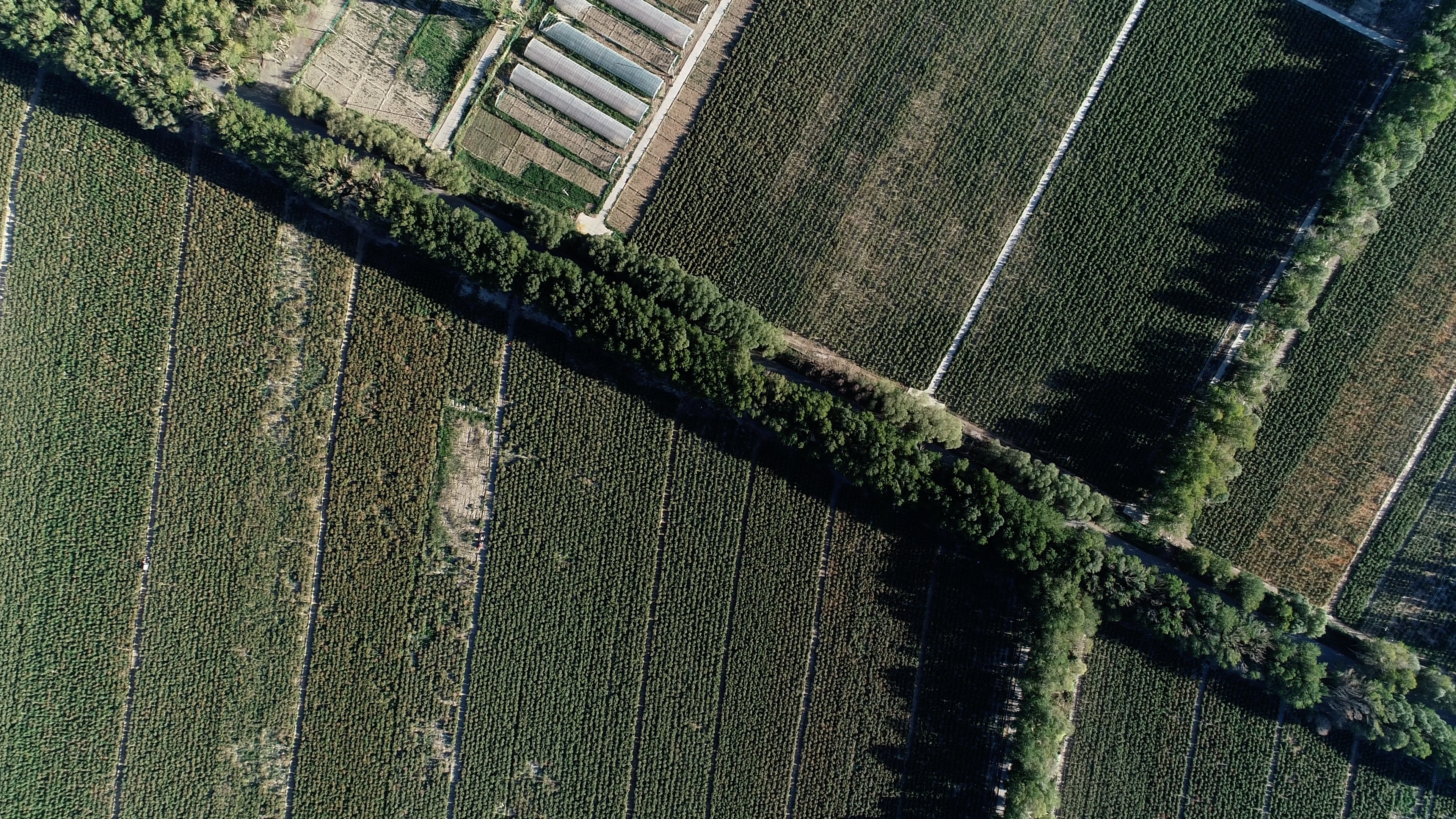 青海诺木洪枸杞今年什么时候摘,青海诺木洪枸杞采摘