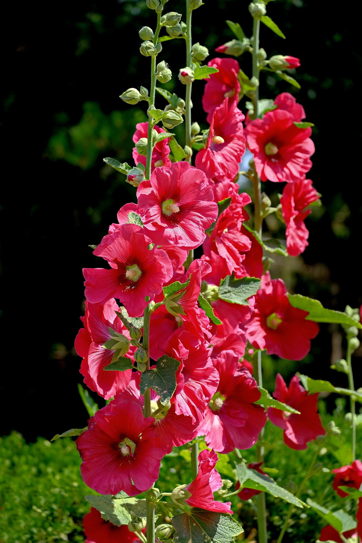 适合春季赏花的花,视觉盛宴五种赏花名花供您选择