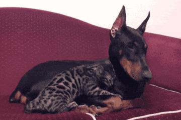 农村最适合看家护院的土狗,什么狗镇宅又好养