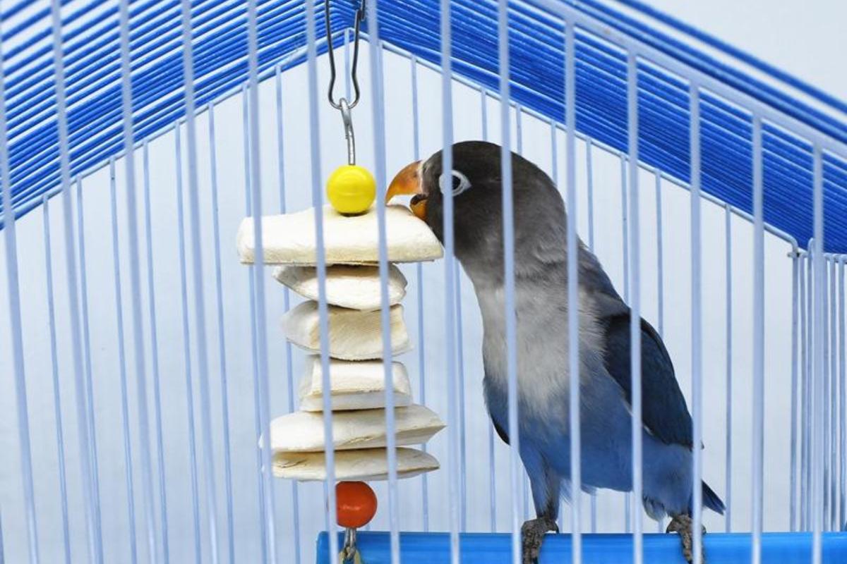 鸟缺钙瘫痪了怎么办,鸟缺钙了该怎么补钙