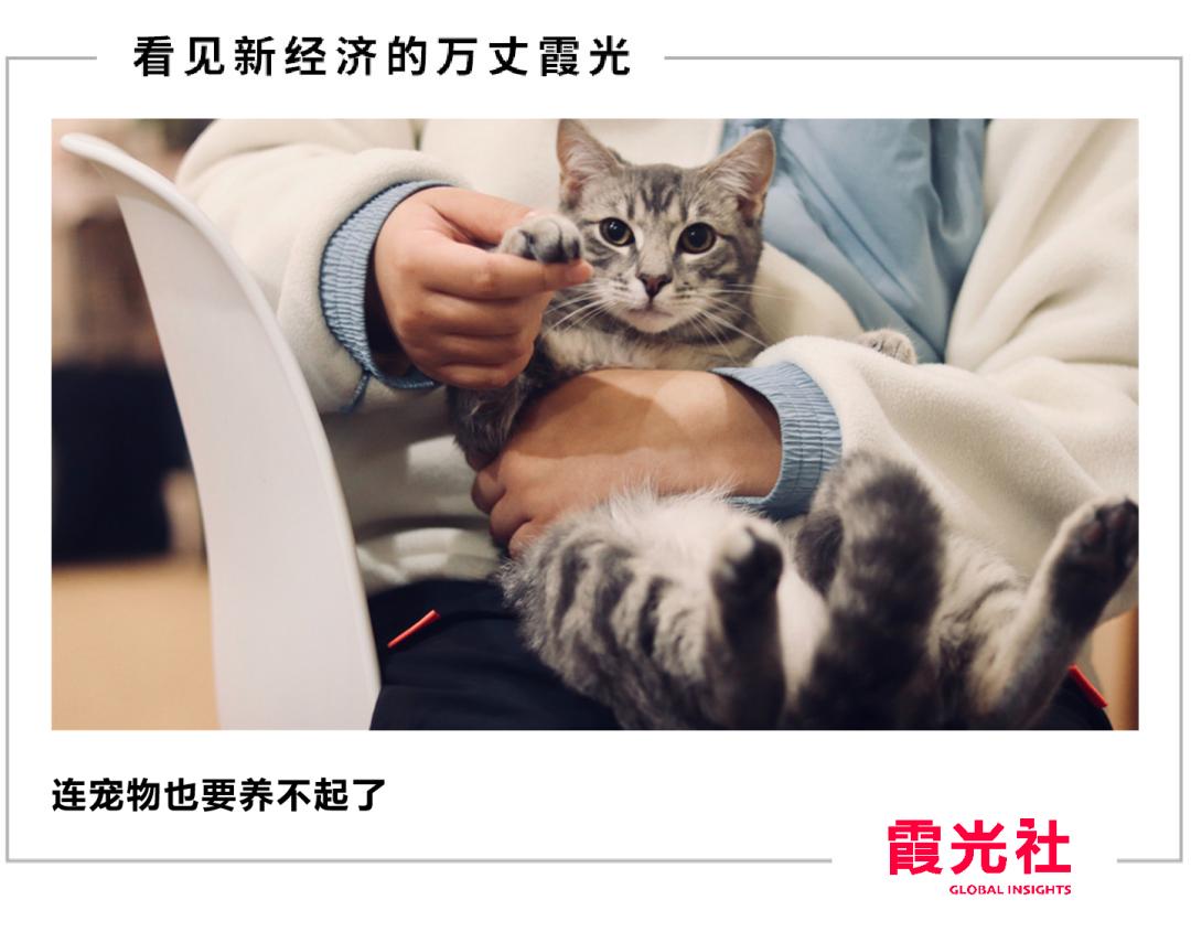 给猫咪做体检要花多少钱,猫咪看病一次花多少钱