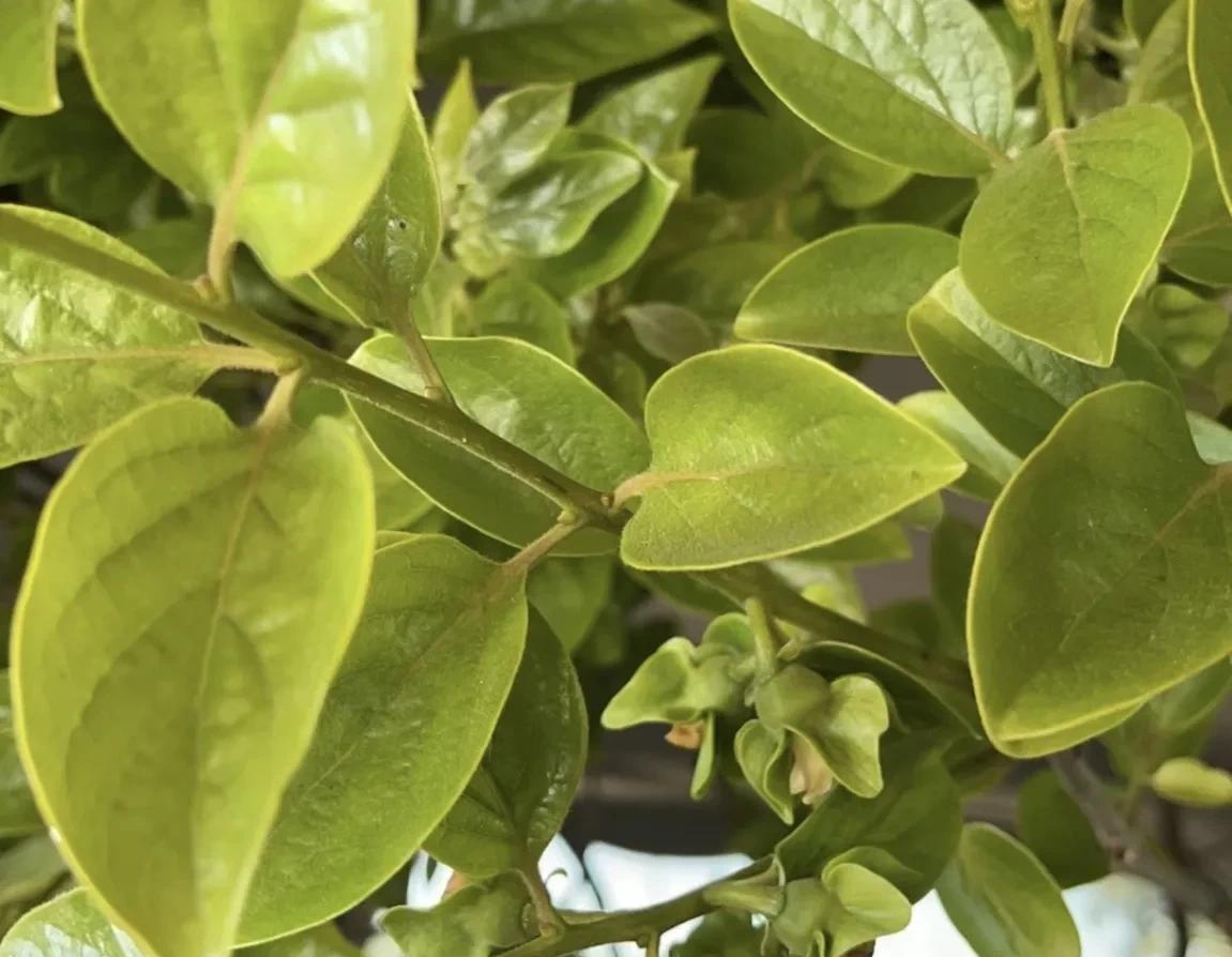 柿子生长期如何防落果,柿子九月份的病虫害管理