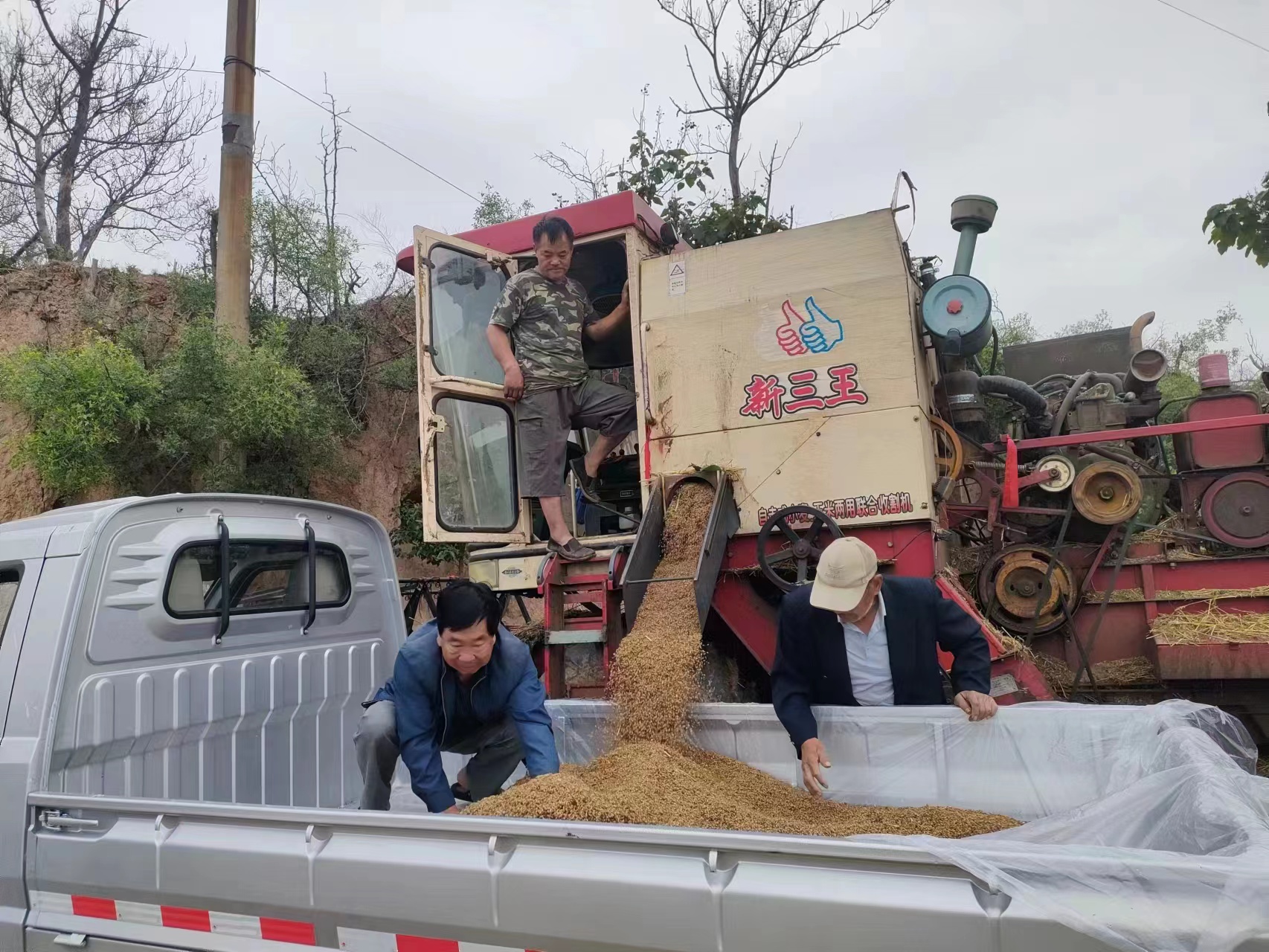 小麦发霉变黑怎么办,小麦发芽了用什么药能补救