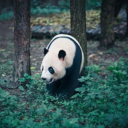 四川成都旅游攻略大全,成都旅游攻略带小孩自由行攻略