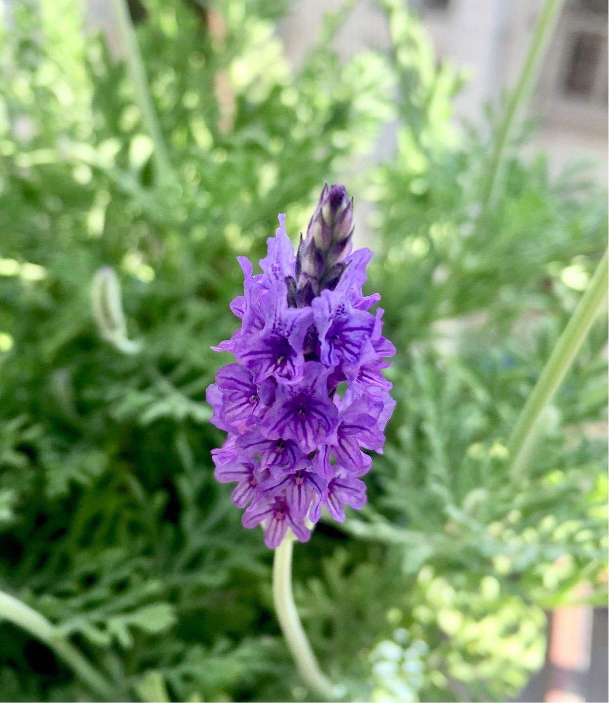 羽叶薰衣草的养护方法视频,羽叶薰衣草的养殖方法和注意事项